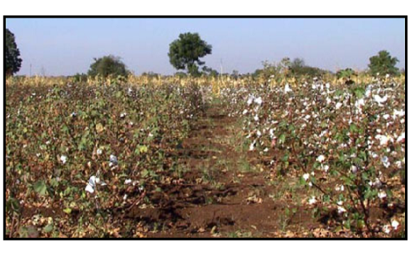 Prospects for Bt Cotton Technology in India